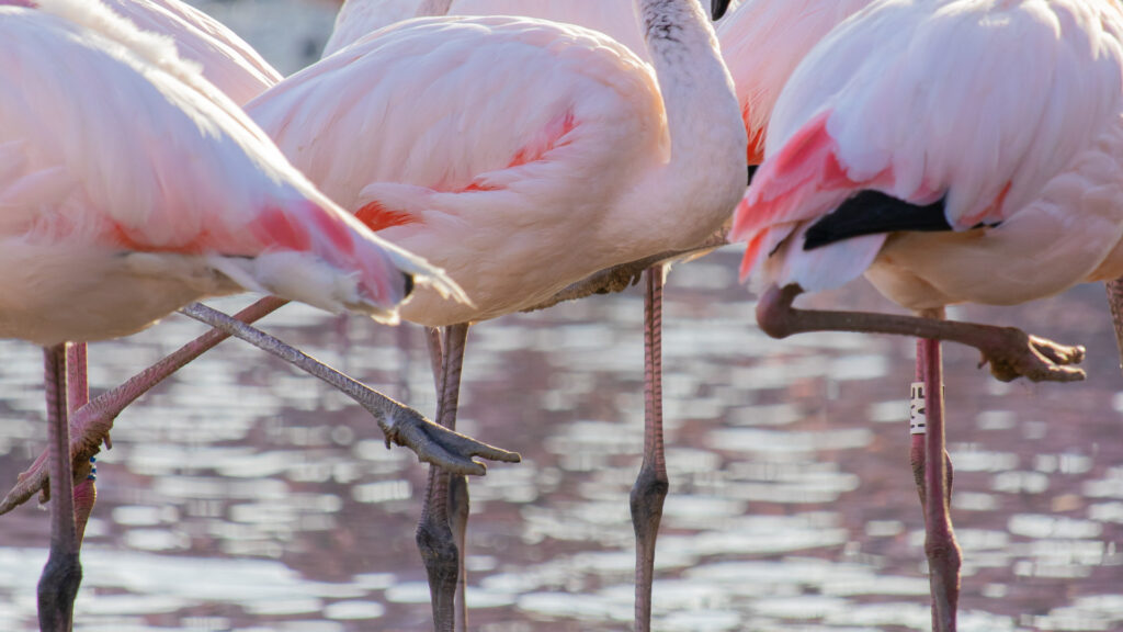 observer les flamants roses en camargue