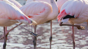observer les flamants roses en camargue